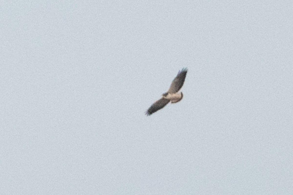 White-tailed Hawk - ML614212343