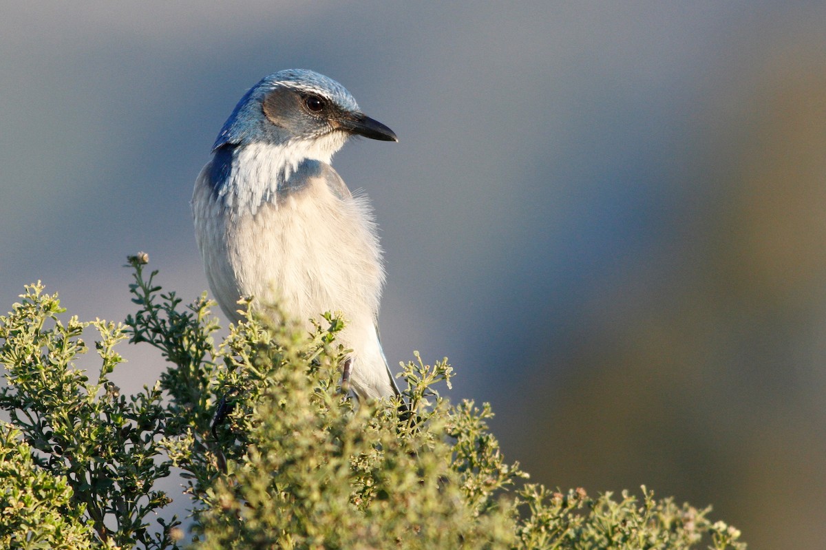 California Scrub-Jay - ML614212369