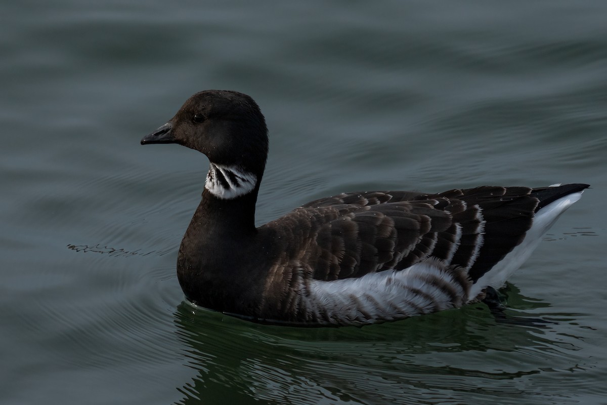 Brant - ML614212420