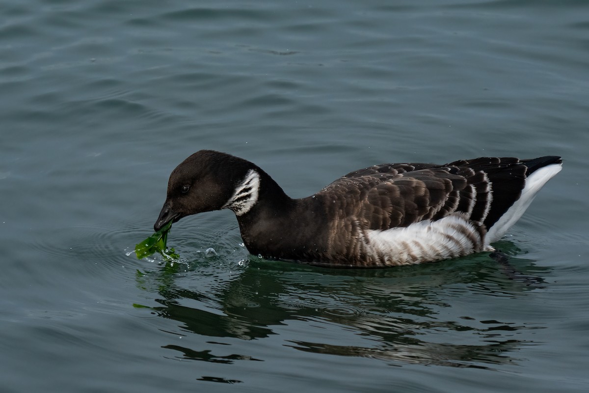 Brant - ML614212435