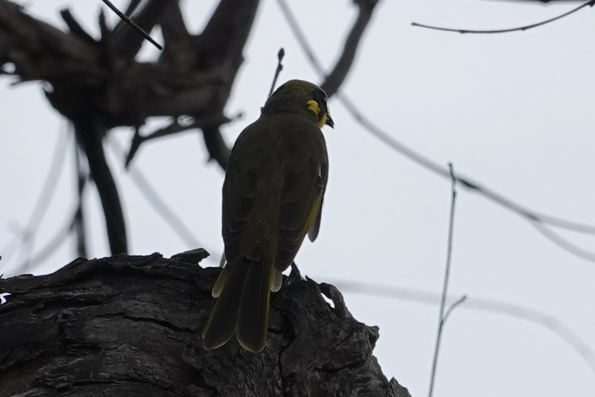 Yellow-tufted Honeyeater - ML614212495