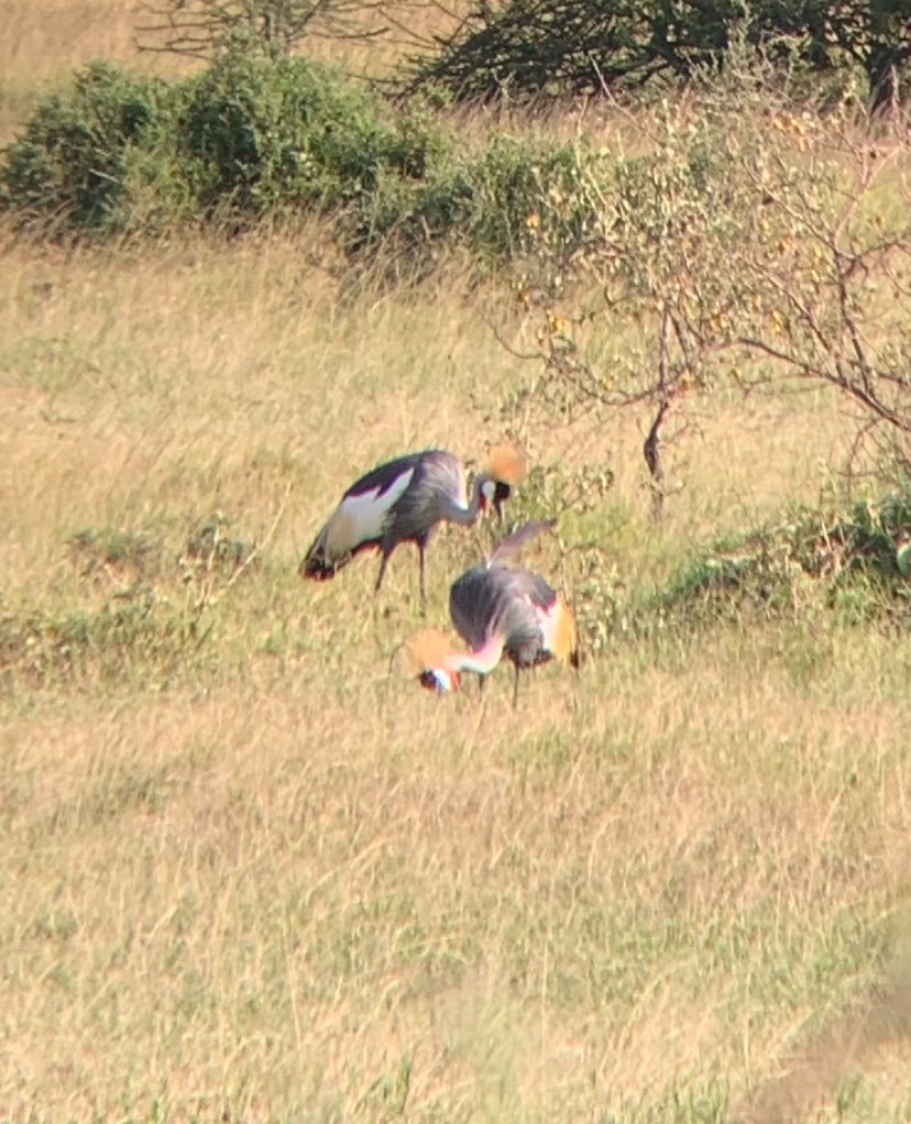 Gray Crowned-Crane - ML614212527