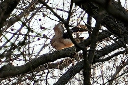 Red-shouldered Hawk - ML614212540