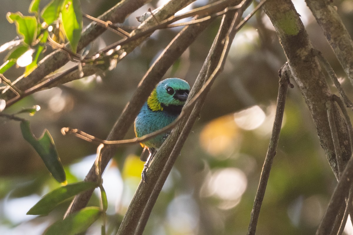 Green-headed Tanager - ML614212594