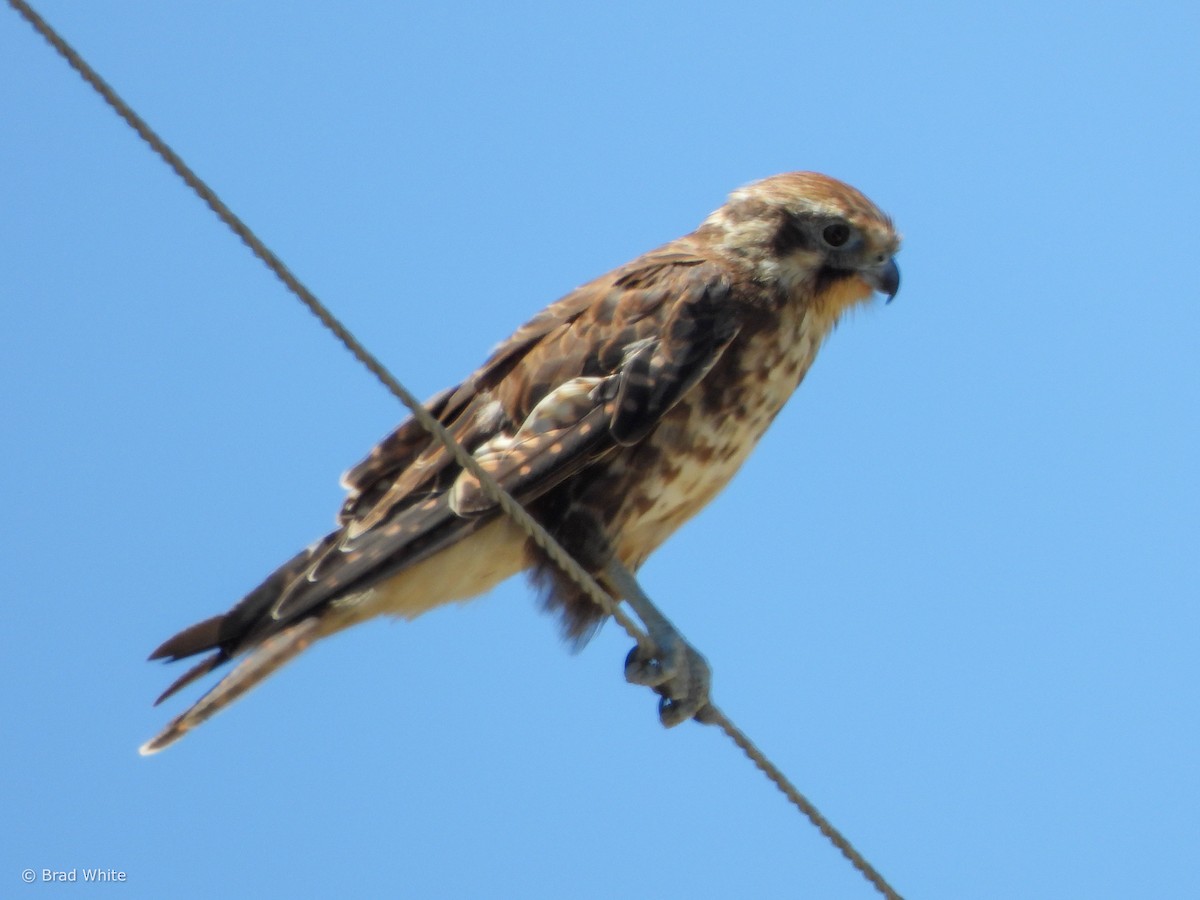 Brown Falcon - Brad White