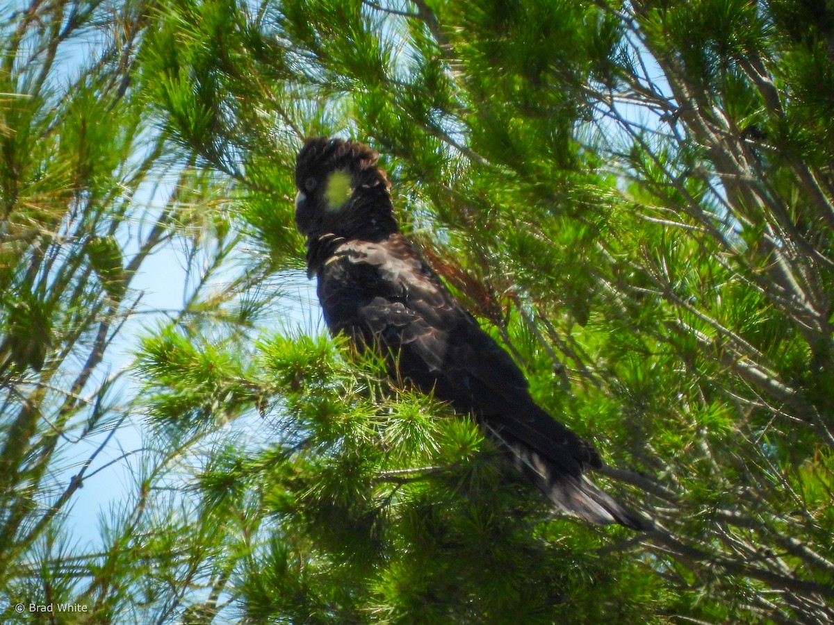 Yellow-tailed Black-Cockatoo - Brad White