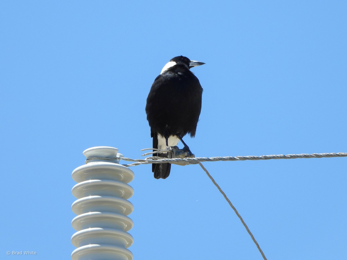 Australian Magpie - Brad White