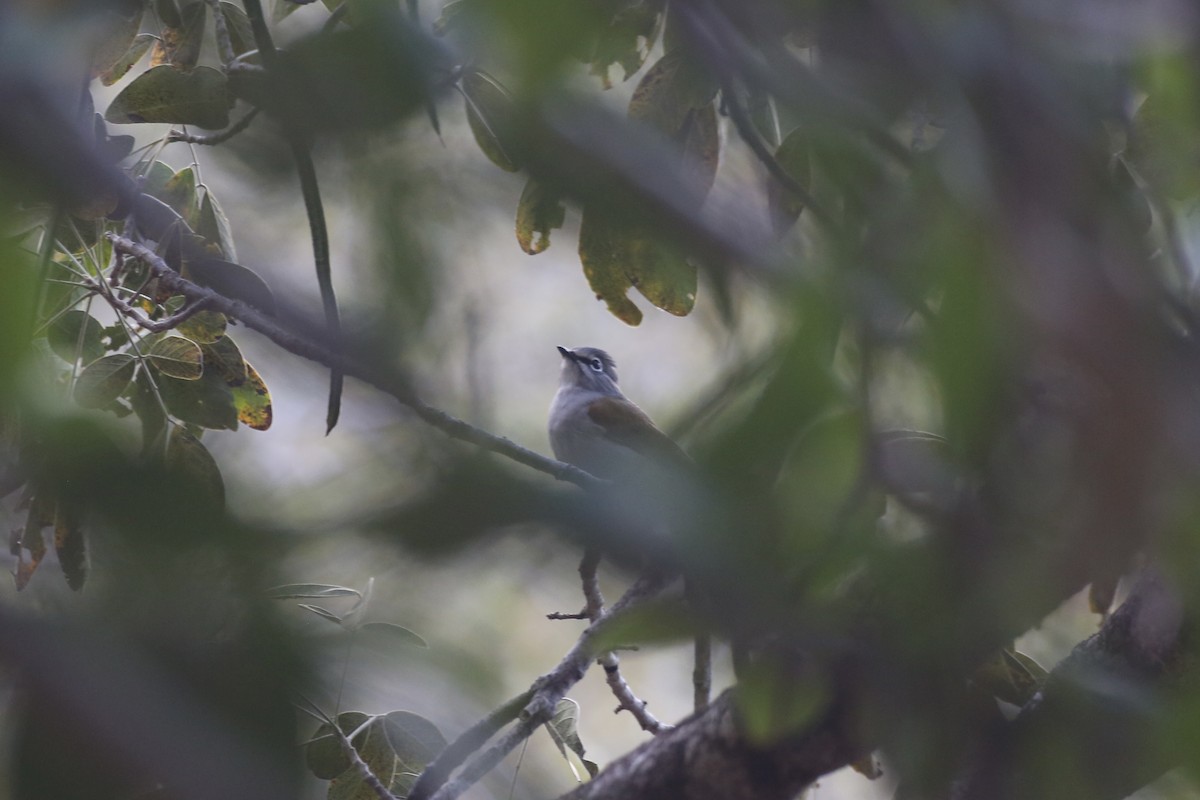 Brown-backed Solitaire - Jake Thompson