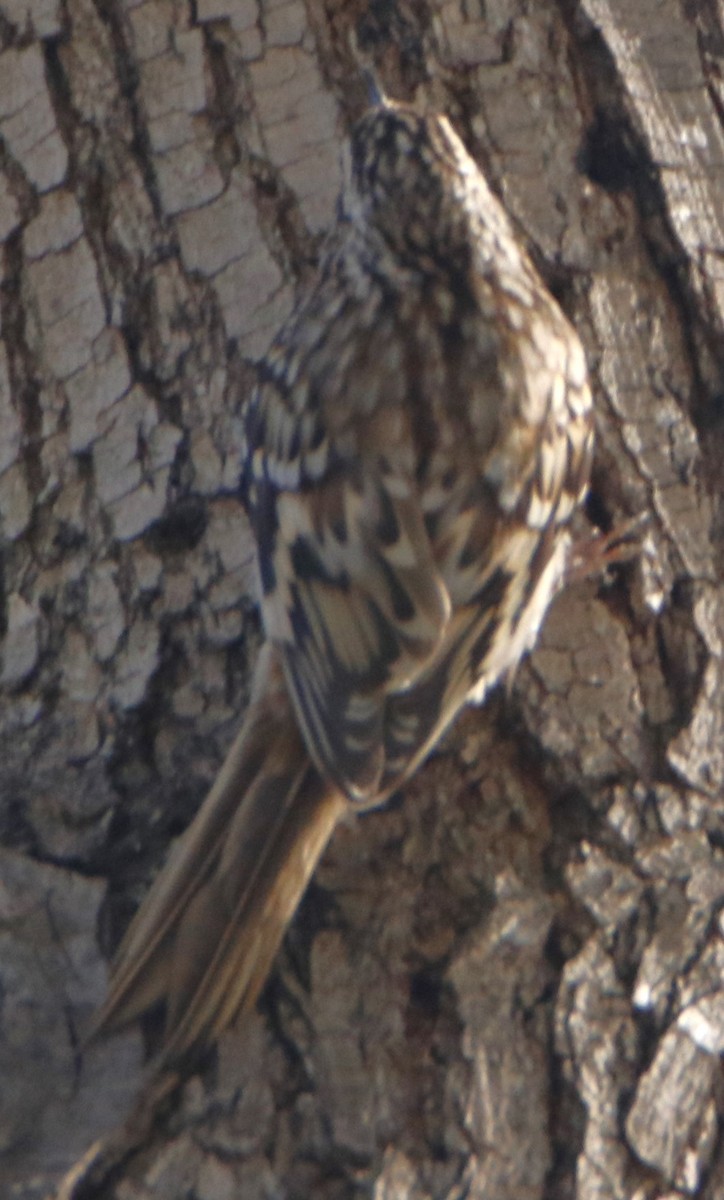 Brown Creeper - Barry Spolter