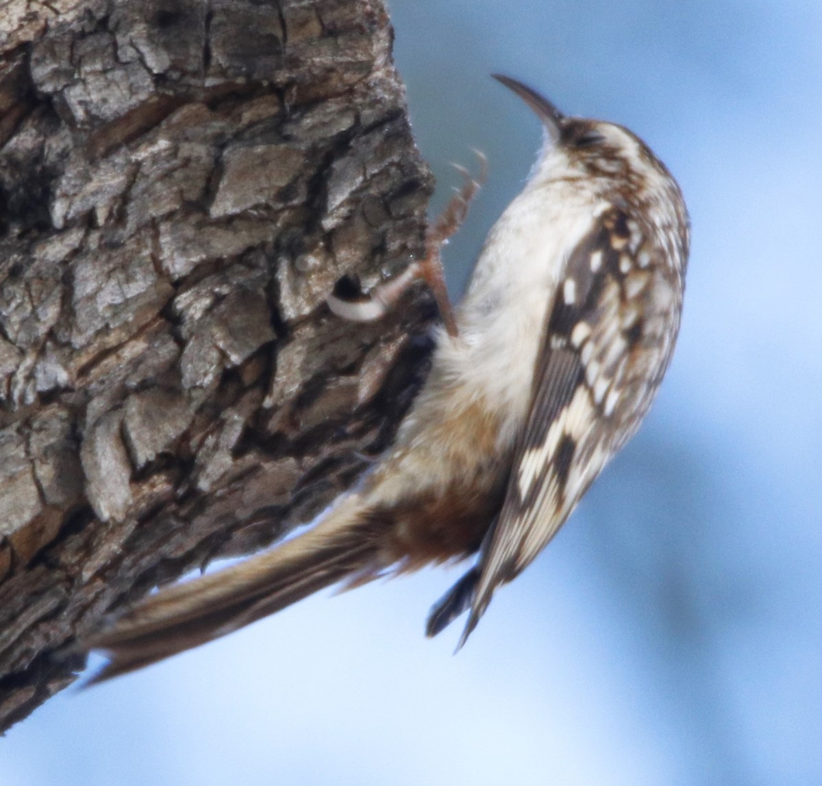 Brown Creeper - Barry Spolter