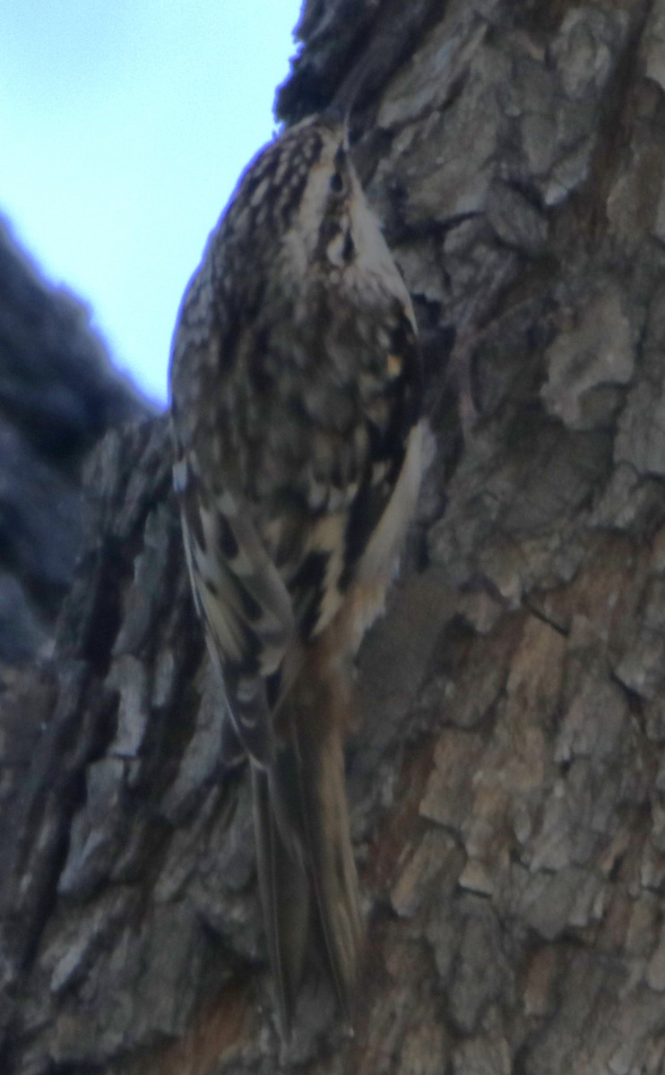 Brown Creeper - Barry Spolter