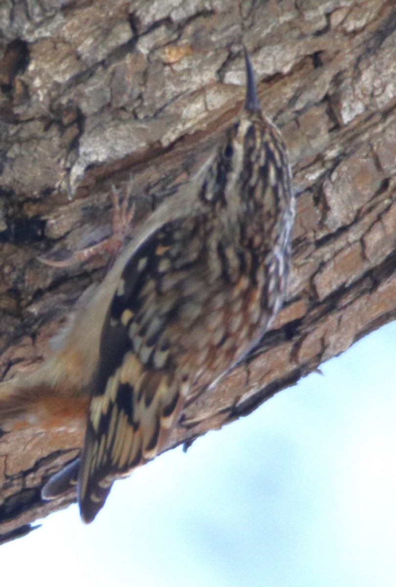 Brown Creeper - Barry Spolter