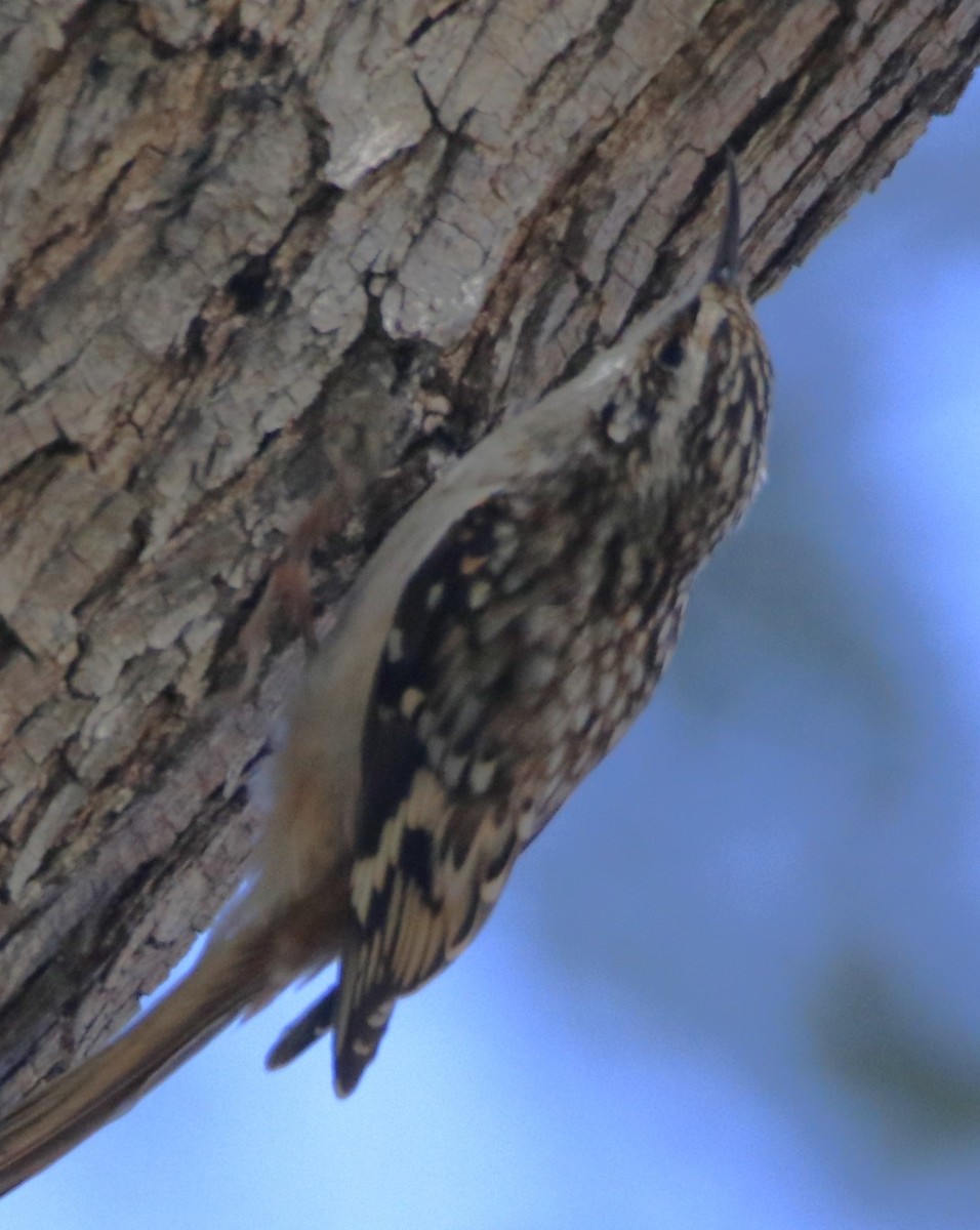 Brown Creeper - Barry Spolter