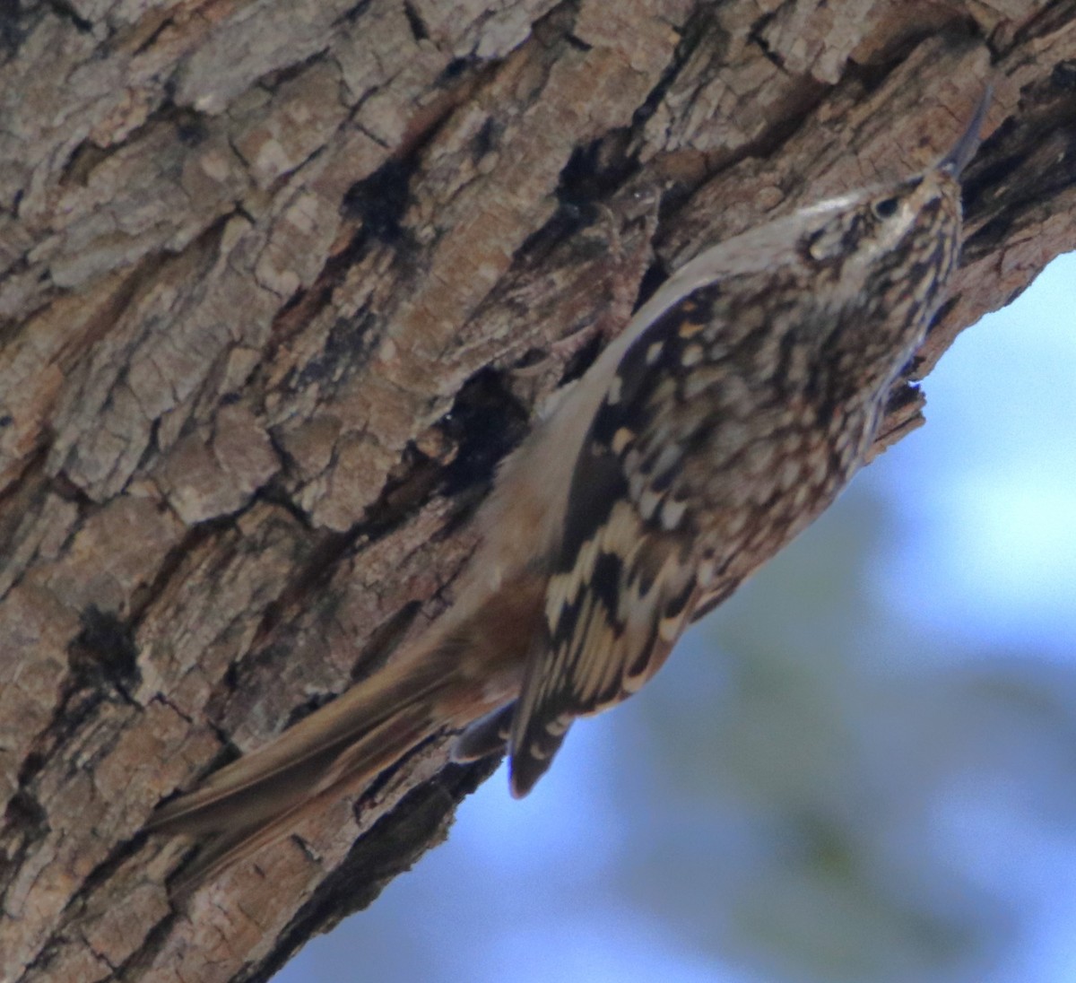 Brown Creeper - Barry Spolter