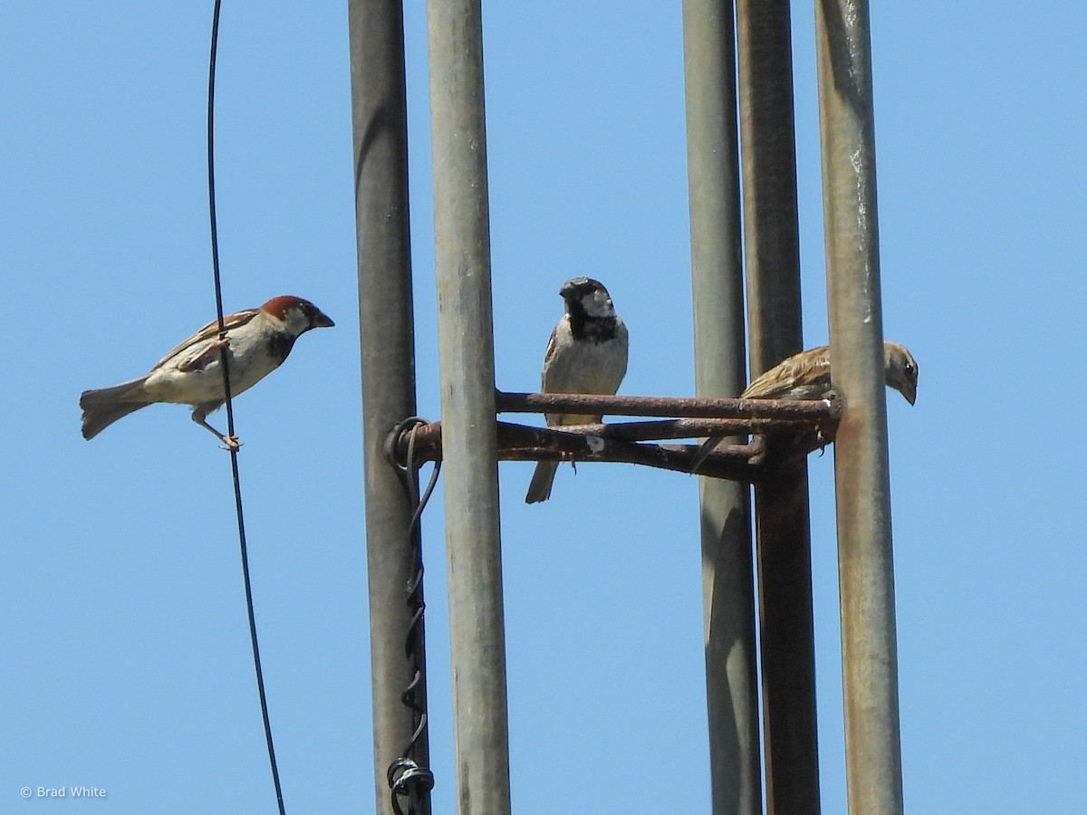 House Sparrow - Brad White