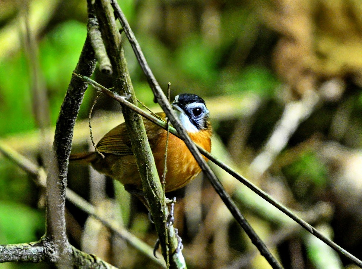 Malayan Black-capped Babbler - ML614212692