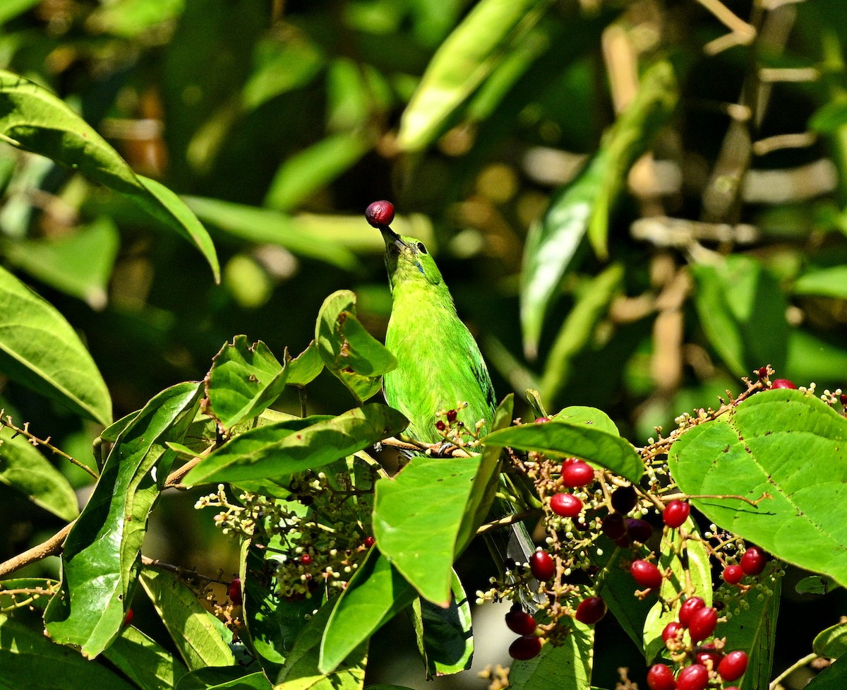 Lesser Green Leafbird - ML614212697