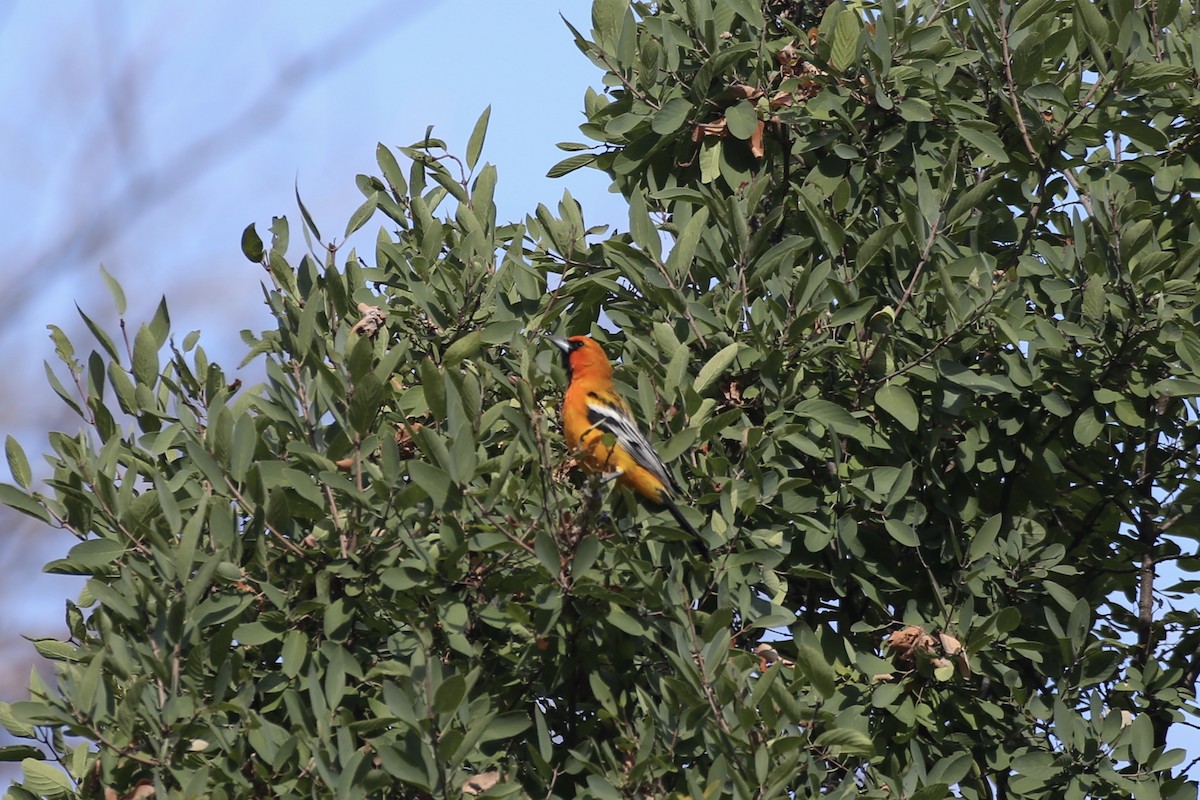 Streak-backed Oriole - ML614212714