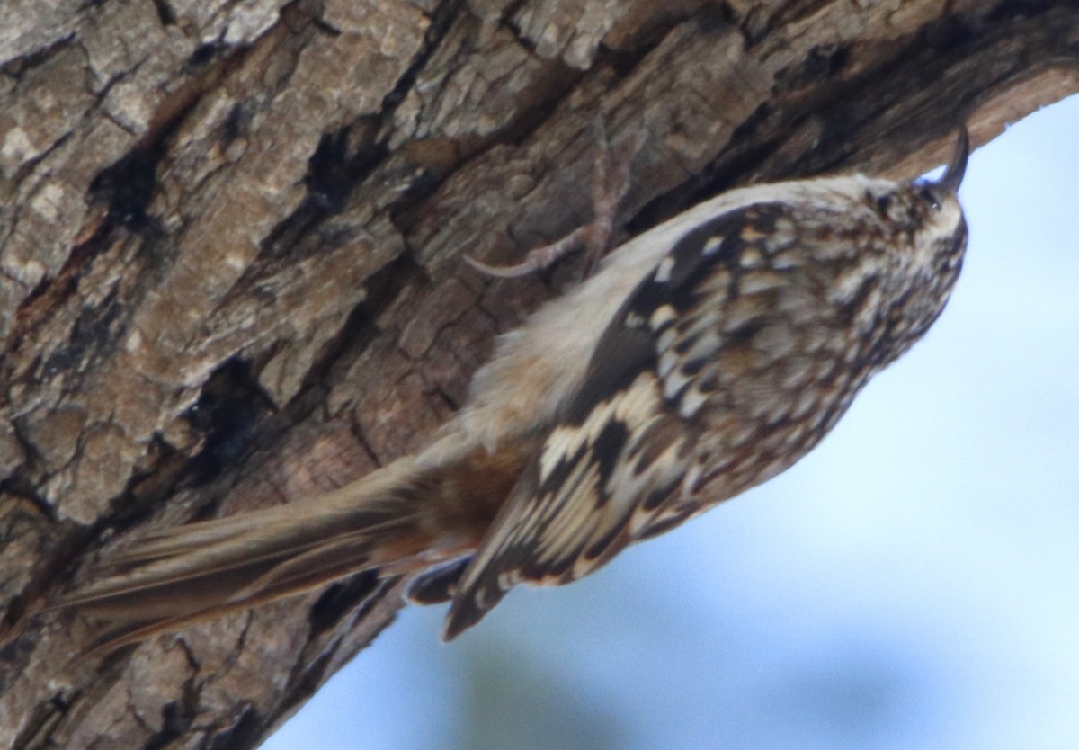 Brown Creeper - Barry Spolter