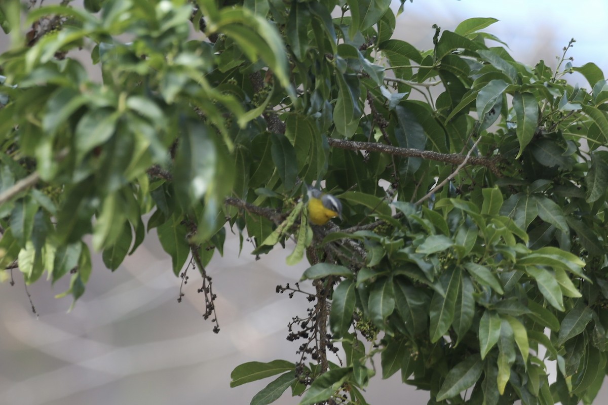 Crescent-chested Warbler - ML614212723