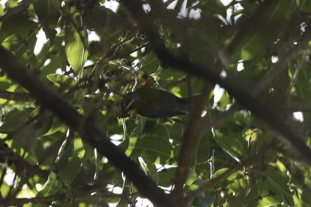 Crescent-chested Warbler - ML614212725