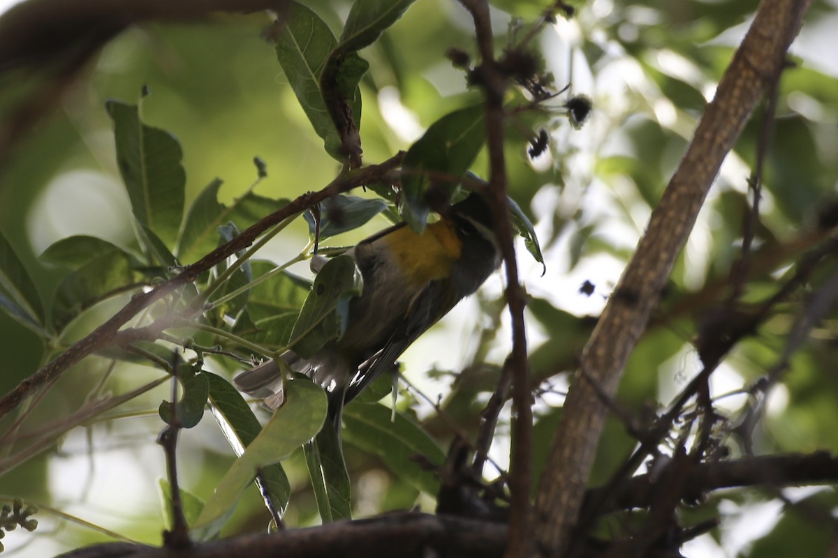 Crescent-chested Warbler - ML614212726