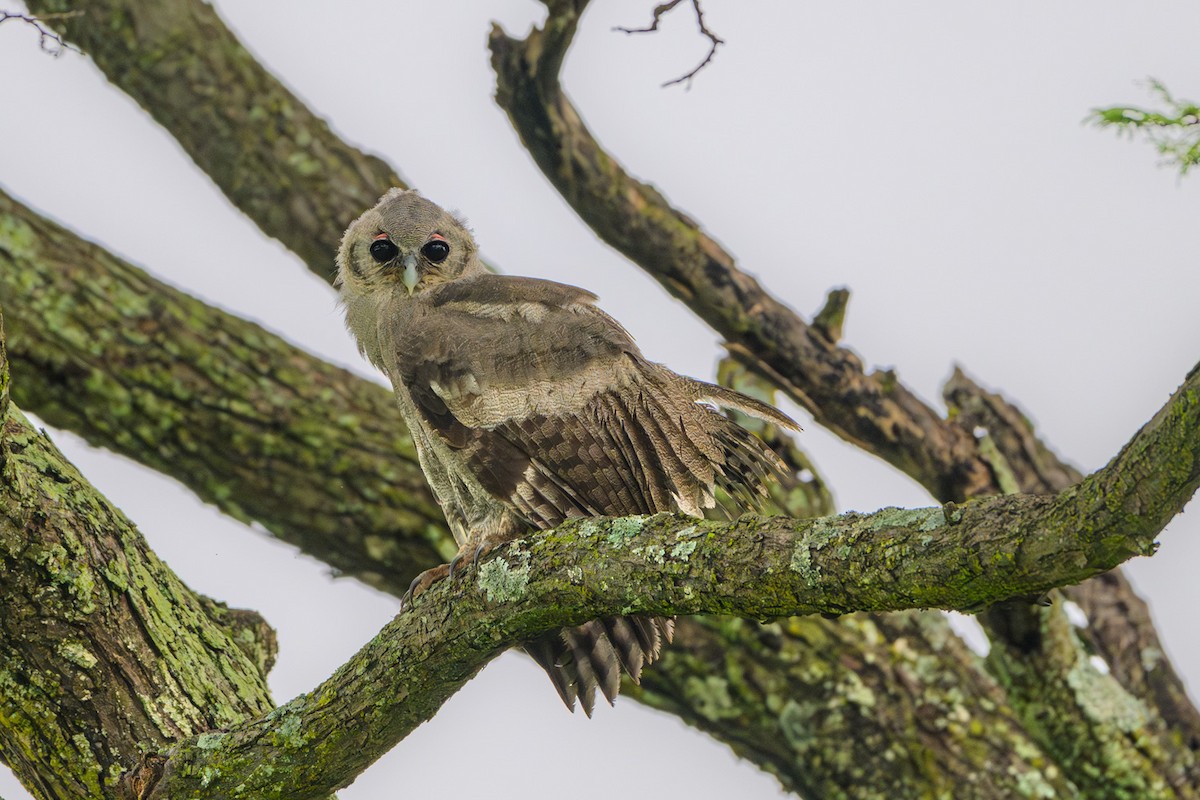 Verreaux's Eagle-Owl - John Missing