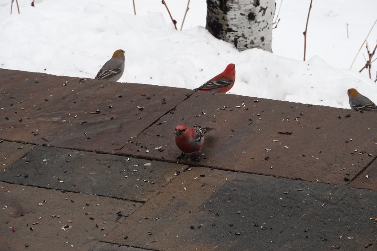 Pine Grosbeak - ML614212878