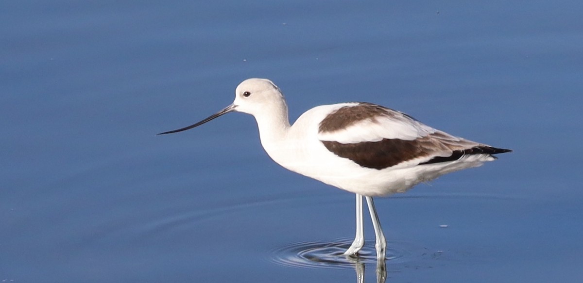 Avocette d'Amérique - ML614212888