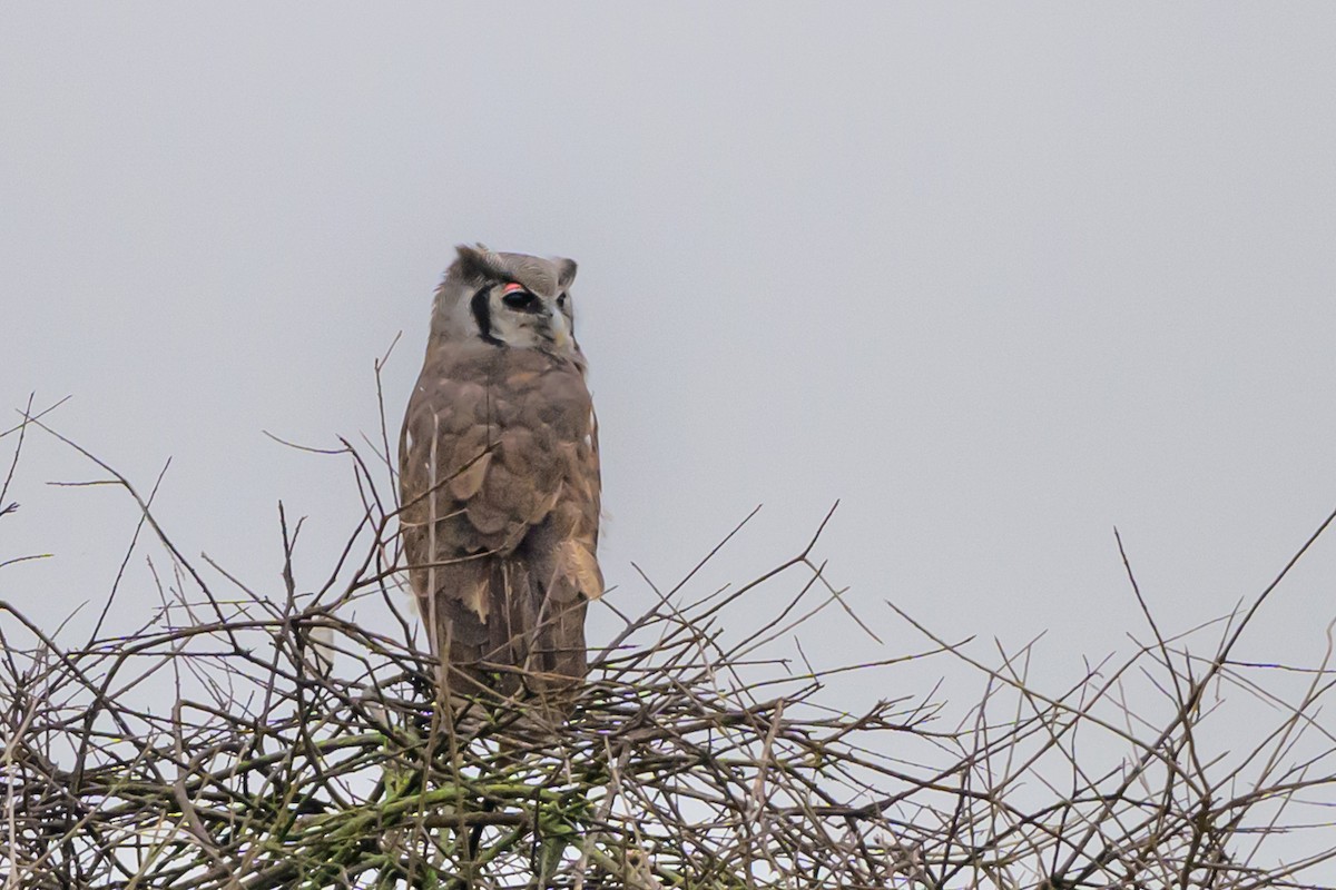 Verreaux's Eagle-Owl - John Missing