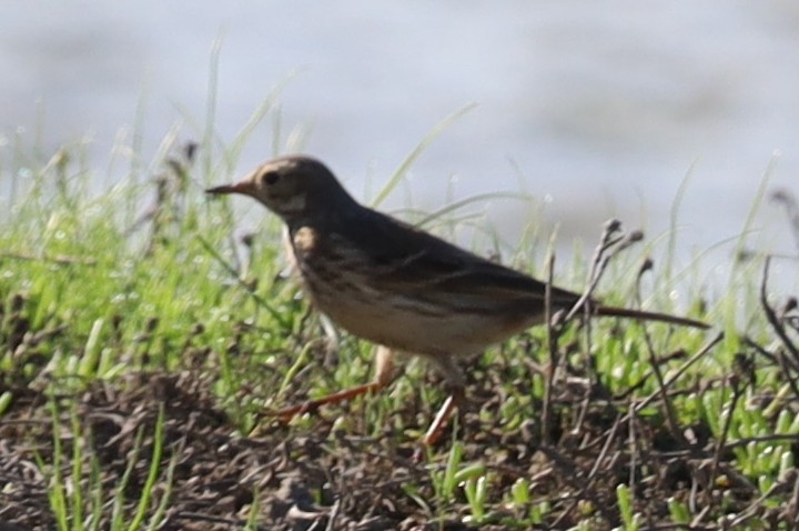 American Pipit - Leo ONeill