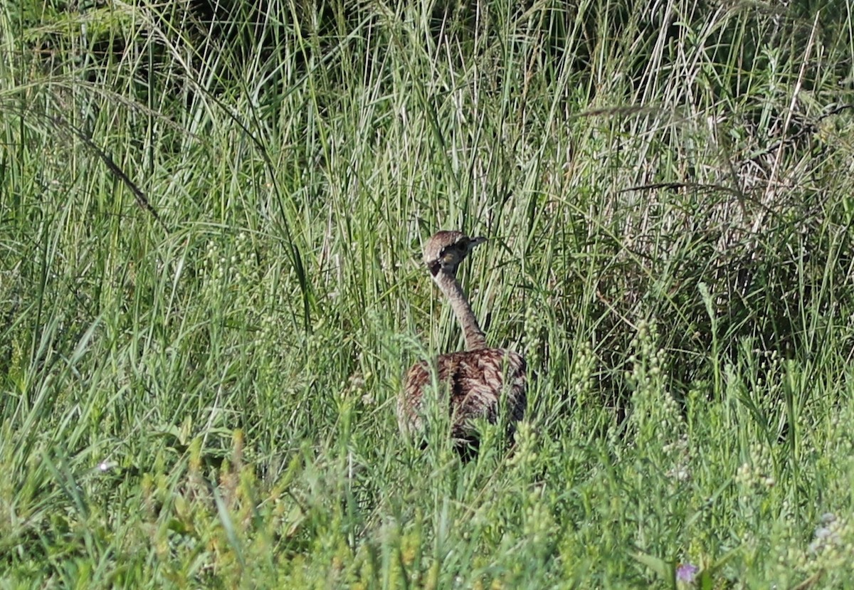 Black-bellied Bustard - ML614212918