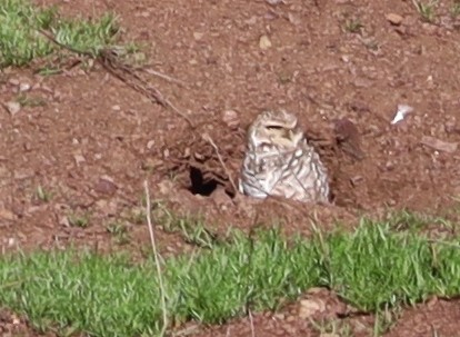 Burrowing Owl - Leo ONeill
