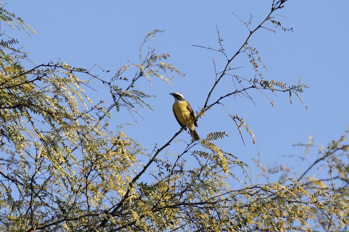 Social Flycatcher - Jake Thompson