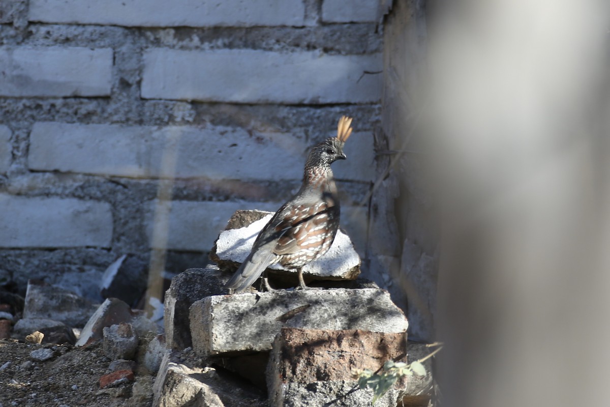 Elegant Quail - ML614213017