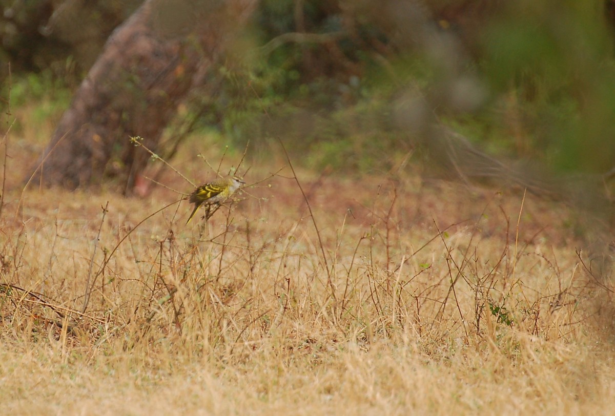 Black Cuckooshrike - ML614213096