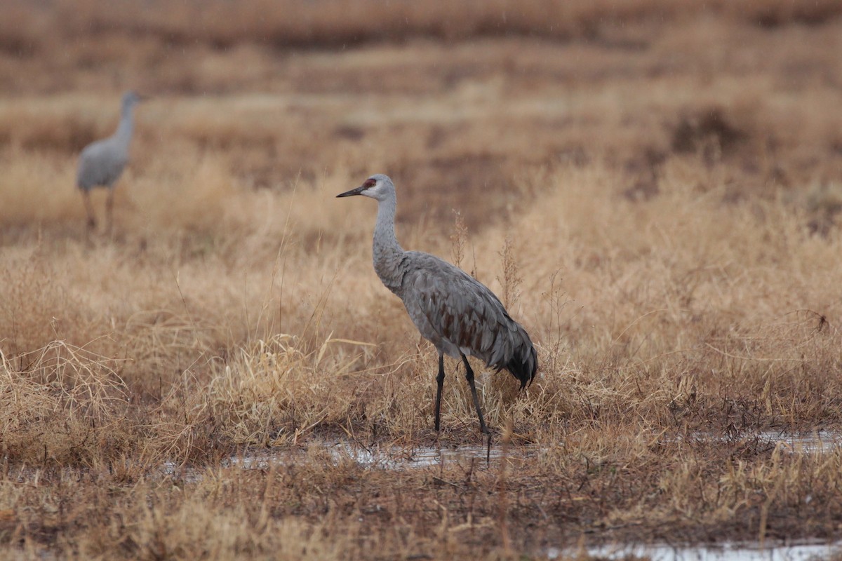 Sandhill Crane - ML614213109