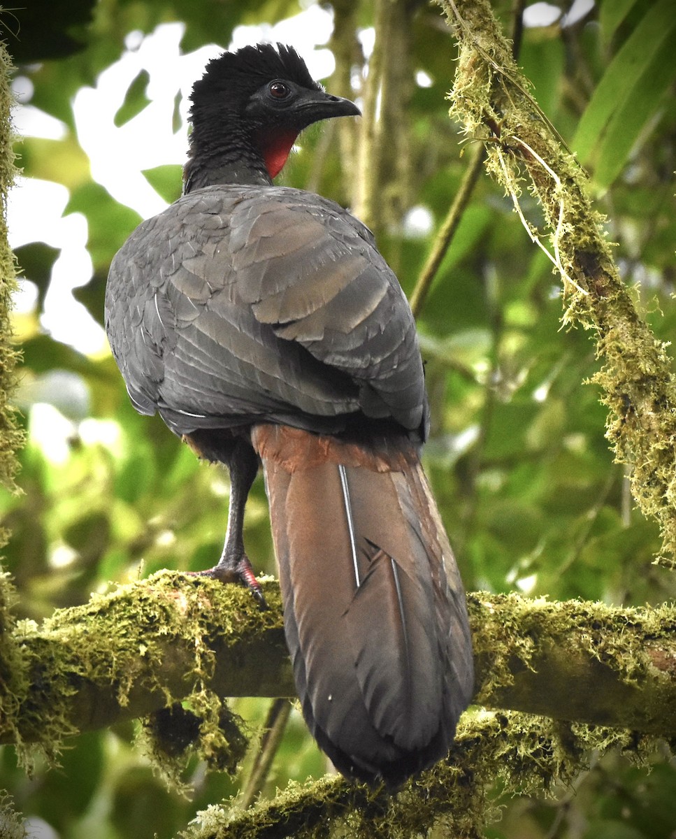 Crested Guan - ML614213118