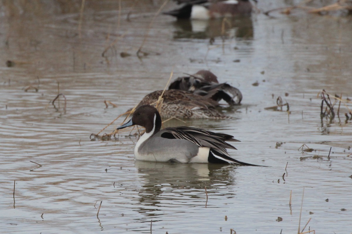 Northern Pintail - ML614213122