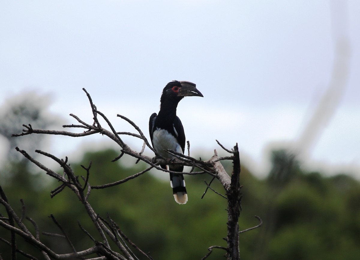 Trumpeter Hornbill - Jason Fidorra