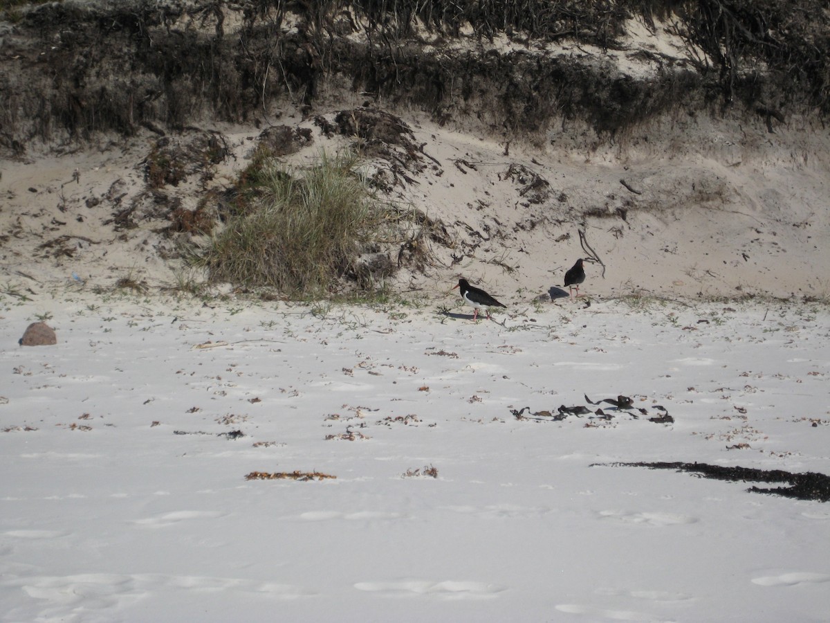 Pied Oystercatcher - ML614213202