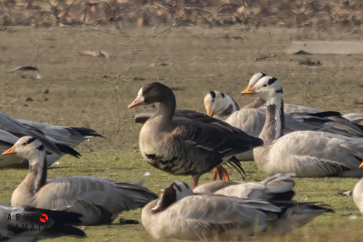 Greater White-fronted Goose - ML614213235