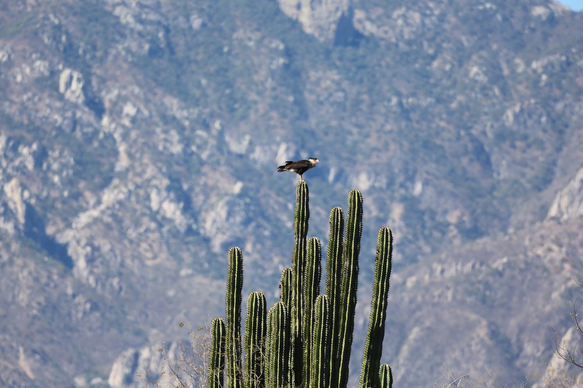 Crested Caracara (Northern) - ML614213244