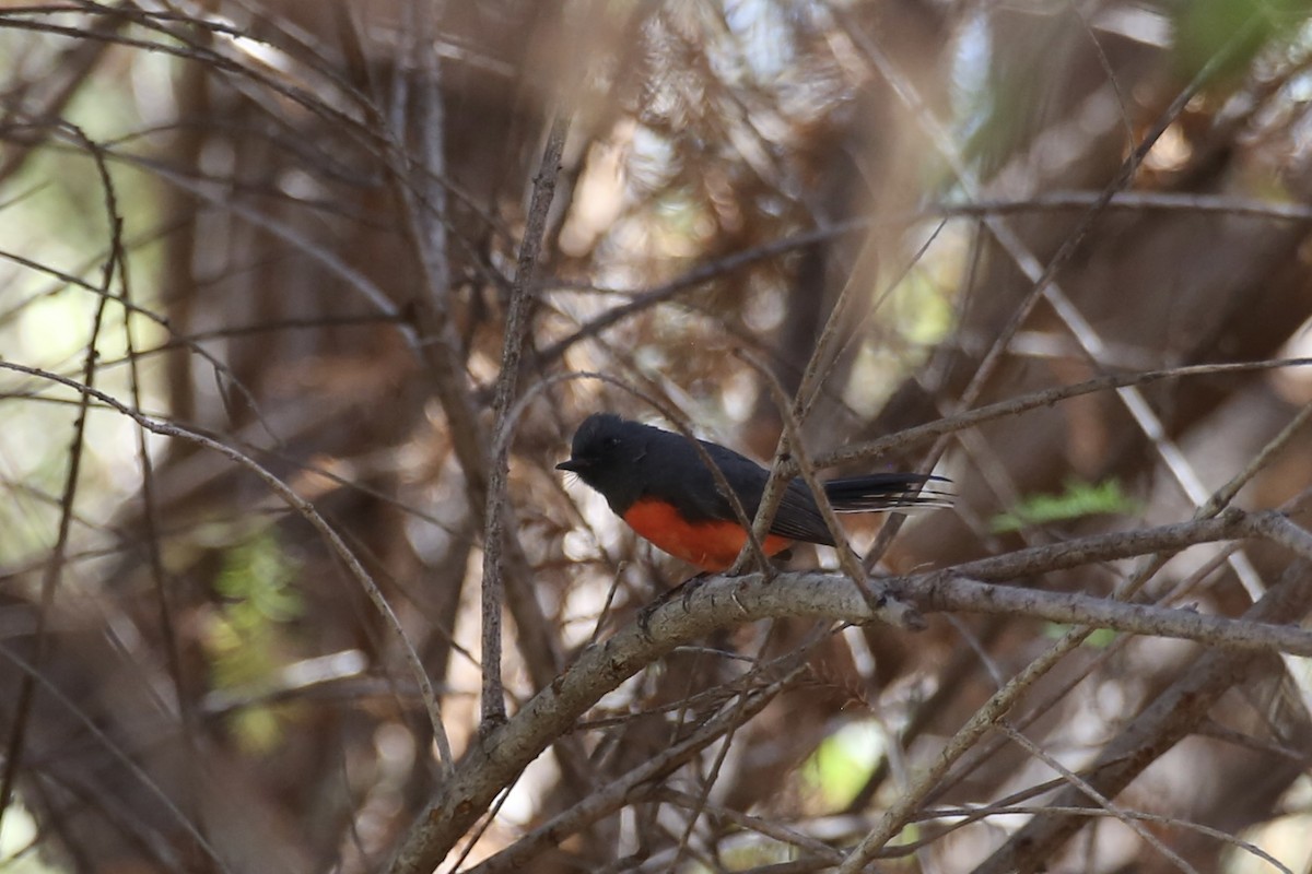 Slate-throated Redstart - Jake Thompson