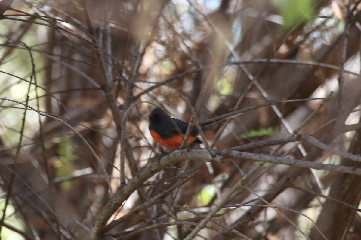 Slate-throated Redstart - ML614213248