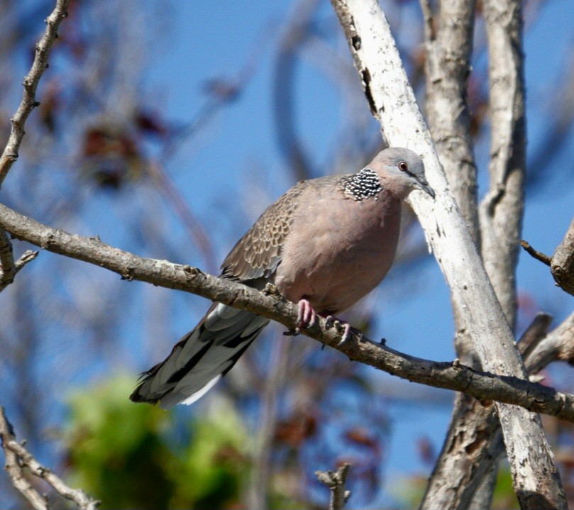 珠頸斑鳩 - ML614213292