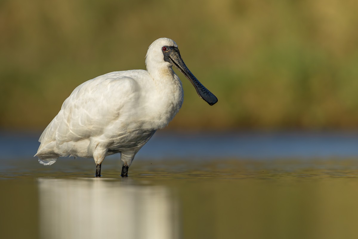 Black-faced Spoonbill - Ian Mo