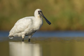 クロツラヘラサギ