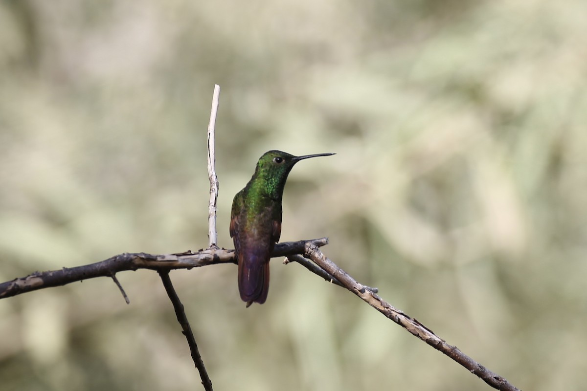 kolibřík mexický - ML614213299