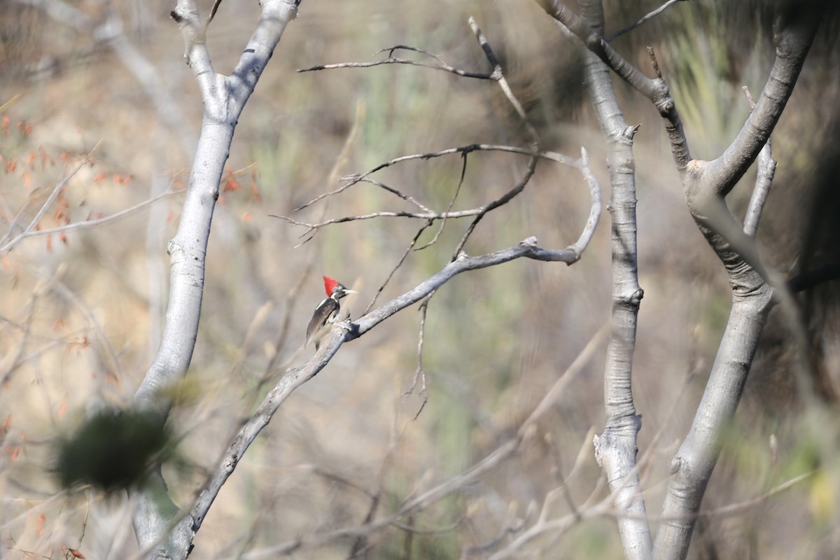 Lineated Woodpecker - Jake Thompson